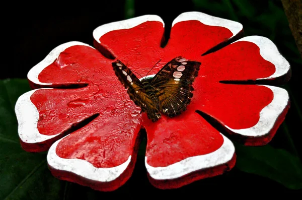 Mariposa tropical — Foto de Stock
