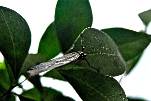 Liść motyl — Zdjęcie stockowe