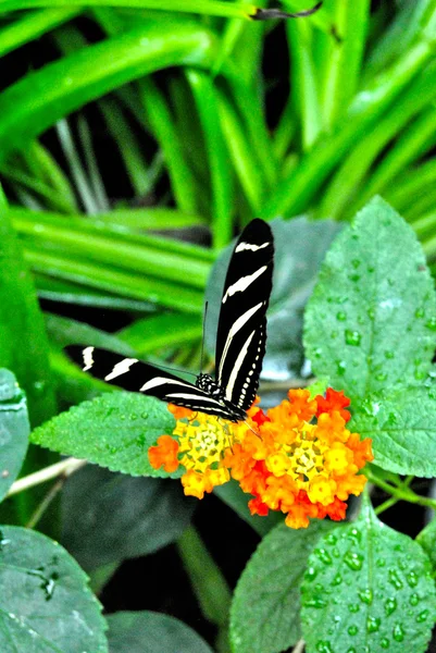 Zebra motyl — Zdjęcie stockowe