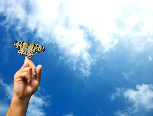 tropikal kelebek parmak üzerinde dinlenme