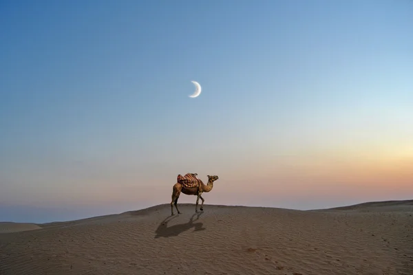 Верблюд на песке Сахары — стоковое фото