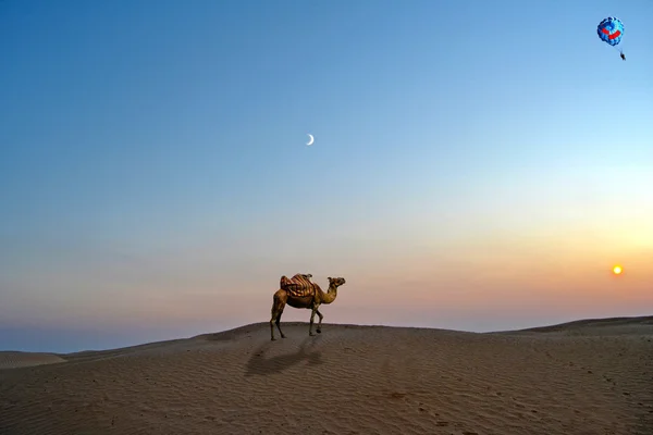 ラクダでサハラ砂漠砂漠の砂 — ストック写真