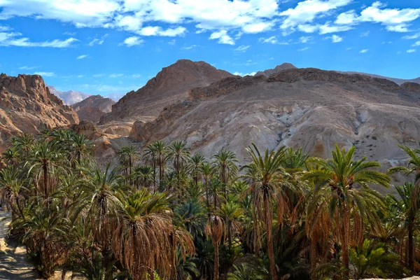 Canyons - chebika, Tunisien — Stockfoto