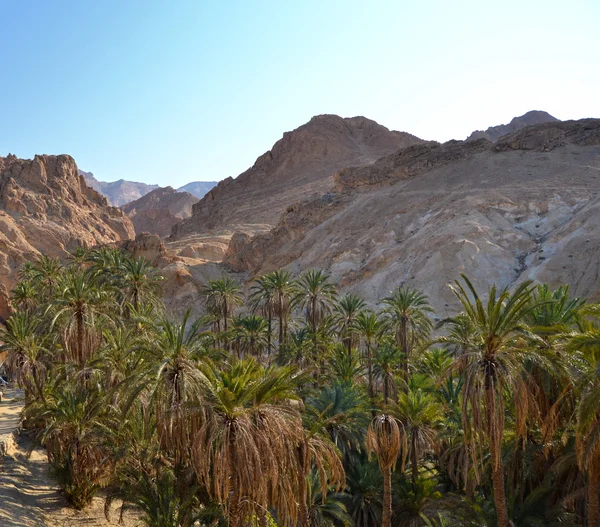 Canyons - chebika, Tunisien — Stockfoto