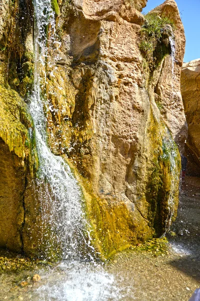 Oasis tamerza - Tunus, Afrika — Stok fotoğraf