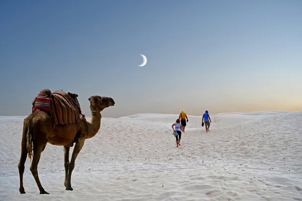 Die Dünen der Sahara — Stockfoto