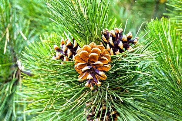 Pigna - Vegetation des sizilianischen Vulkans Ätna — Stockfoto