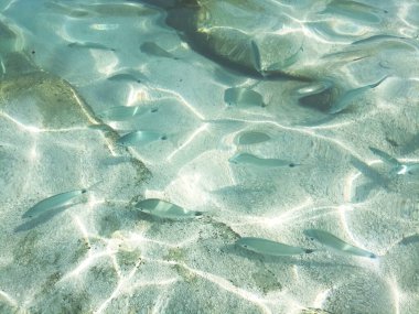 Seabed of Cala Mariolu Sardinia with a view of the fish