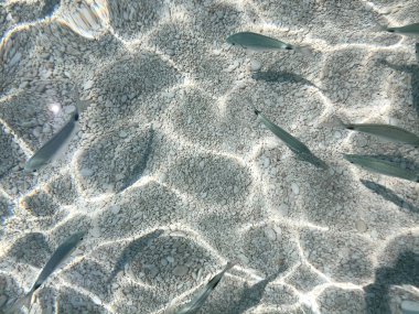 Seabed of Cala Mariolu Sardinia with a view of the fish