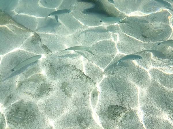 Seabed of Cala Mariolu Sardinia with a view of the fish