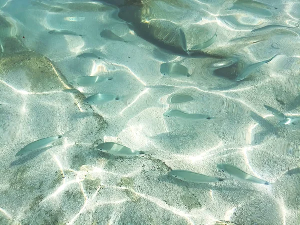 Seabed of Cala Mariolu Sardinia with a view of the fish