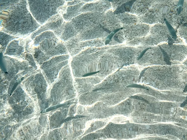 Seabed Cala Mariolu Sardinia View Fish — Zdjęcie stockowe