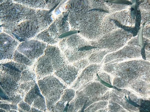 Seabed Cala Mariolu Sardinia View Fish — Stockfoto