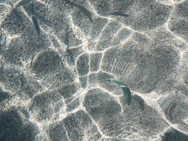 Seabed Cala Mariolu Sardinia View Fish — 스톡 사진