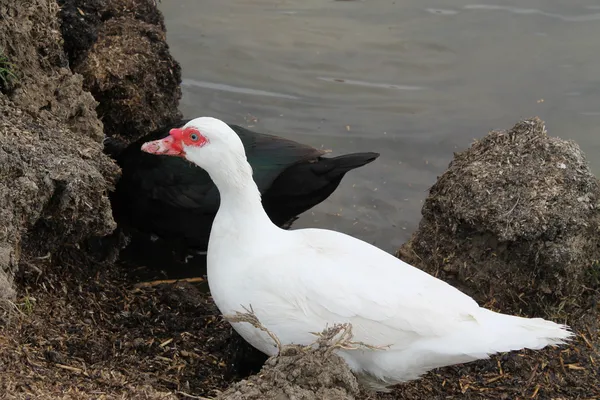 Enten am Ufer — Stockfoto