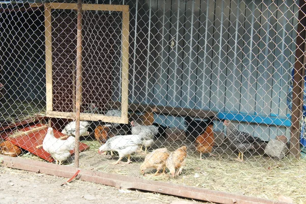 Poulets dans une cage — Photo