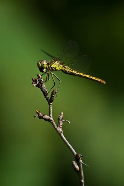 Dragonfly — Stock Photo, Image