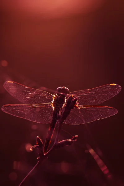 ดอกไม้สําหรับ DRAGONFLY — ภาพถ่ายสต็อก