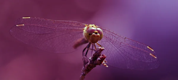 Dragonfly — Stock Photo, Image