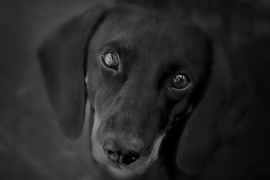 dachshund dokunaklı portresi