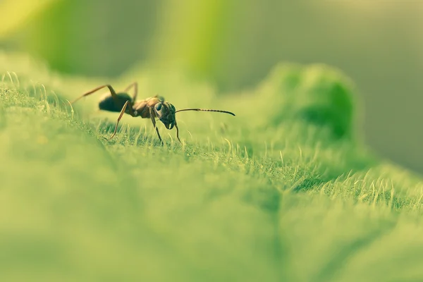 Ant on green leaf — Stock Photo, Image