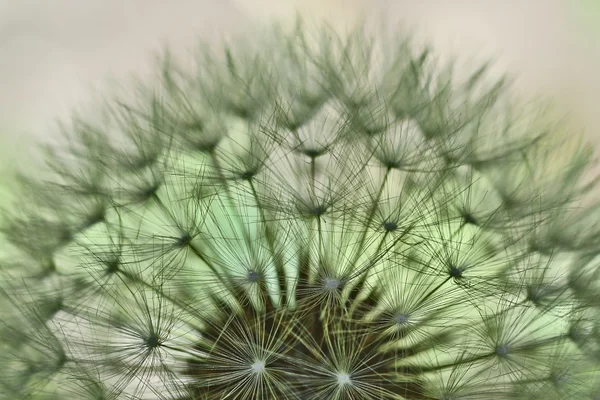 Diente de león — Foto de Stock