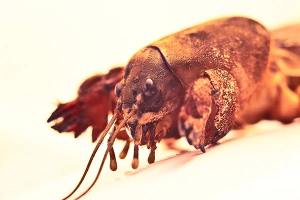 Mole cricket — Stock Photo, Image