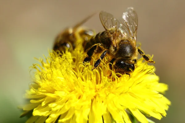 两只蜜蜂在花上 — 图库照片
