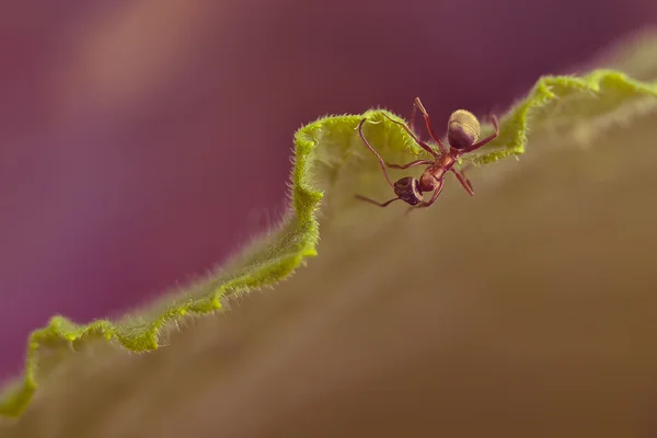 Mrówka na zielonym liściu — Zdjęcie stockowe