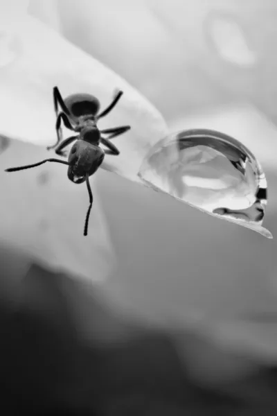 Formiga na folha com gota — Fotografia de Stock