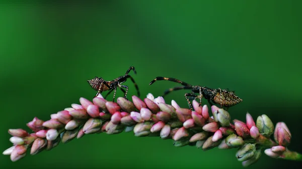 Mosca verde — Fotografia de Stock