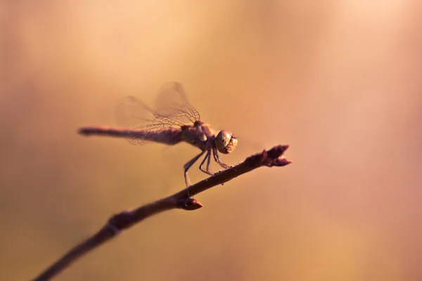 蜻蜓 — 图库照片