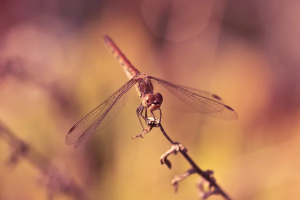 Libélula — Fotografia de Stock