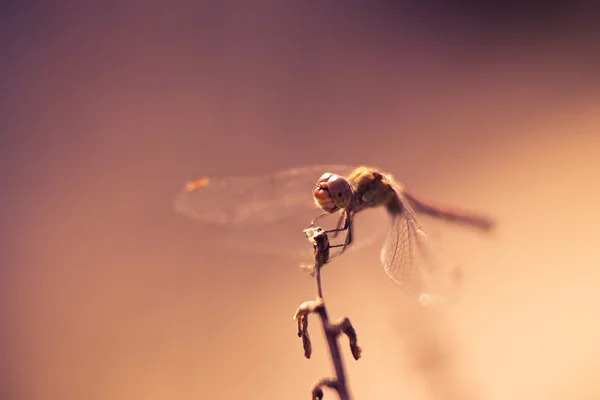 Dragonfly — Stock Photo, Image