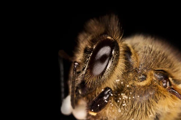 Portrait d'abeille domestique — Photo