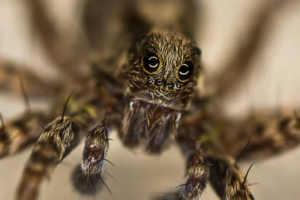 大眼睛的蜘蛛的肖像 — 图库照片