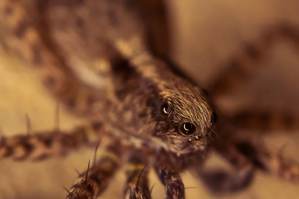 Spider with big eye's — Stock Photo, Image