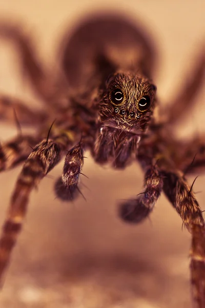 Spindel med stora ögat — Stockfoto