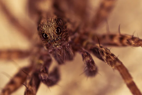 Aranha com olho grande — Fotografia de Stock