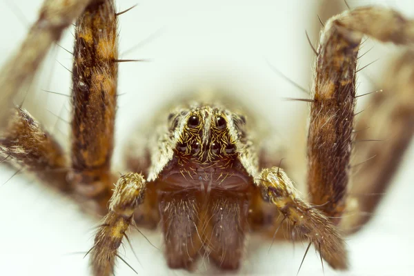 Bahçe örümcek makro fotoğraf