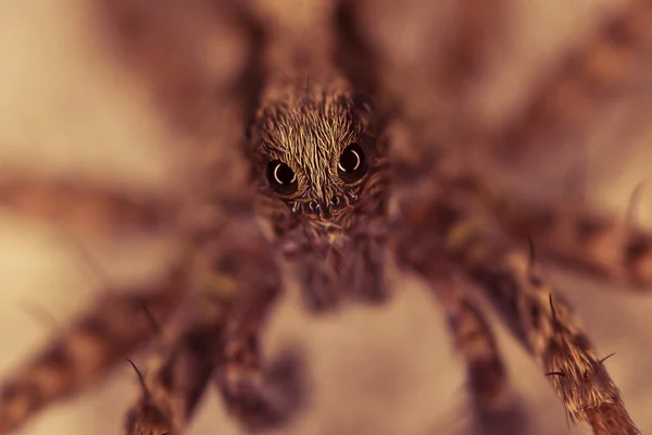 大眼睛的蜘蛛的肖像 — 图库照片