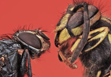 Wasp anında karşı