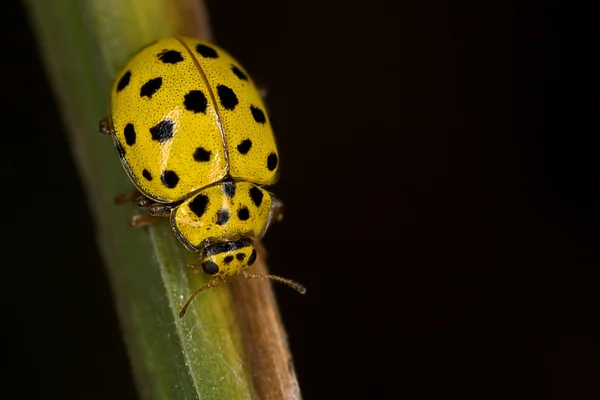 Yellow Ladybug on leaf — Stock Photo, Image