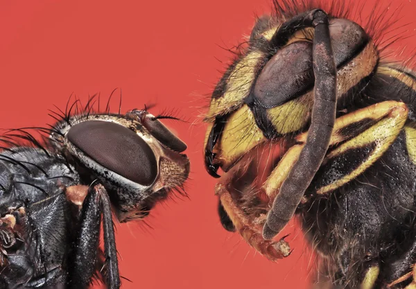 Wasp anında karşı