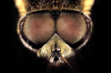 çiçek hoverfly portresi