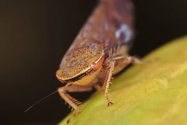 Treehopper — Stockfoto