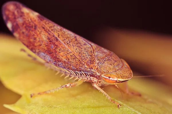 Treehopper — Stock Fotó