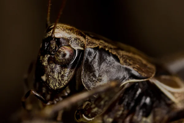 Portrait of Grasshopper — Stock Photo, Image