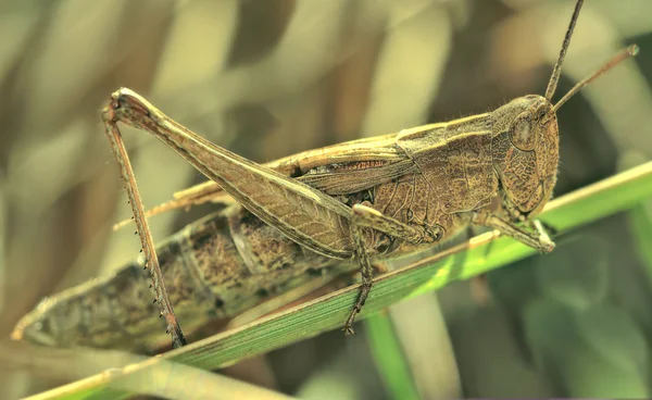 Green Grasshopper — Stock Photo, Image