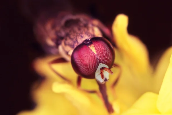 Zweefvliegen op bloem — Stockfoto